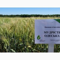 Семена экстрасильной пшеницы Мудрость Одесская