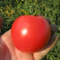 Продам помідори, сорт Акелла F1, ОПТ