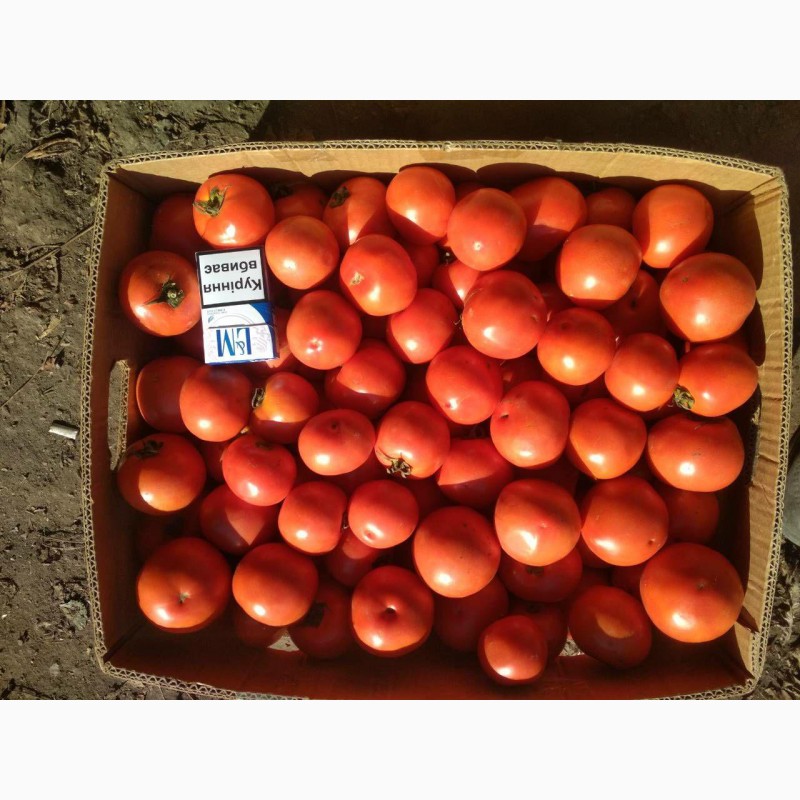 Фото 2. Продам помідори, сорт Акелла F1, ОПТ
