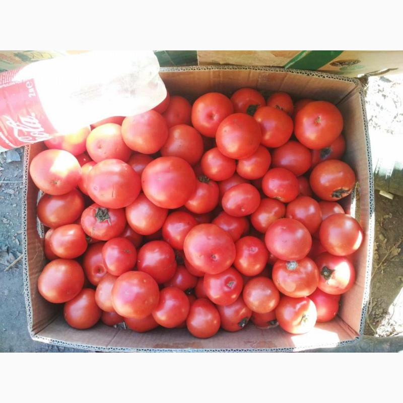 Фото 3. Продам помідори, сорт Акелла F1, ОПТ