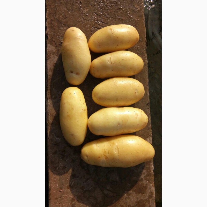 Фото 3. Продам картофель