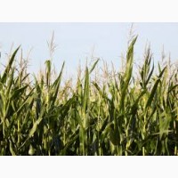 Гибрид Здобуток ФАО 290 семена кукурузы