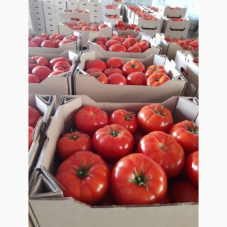 Продам тепличные помидоры и огурцы от поставщика