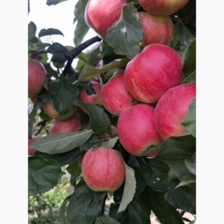 Продам яблука відмінної якості в дуже гарному окрасі різних сортів власного виробництва