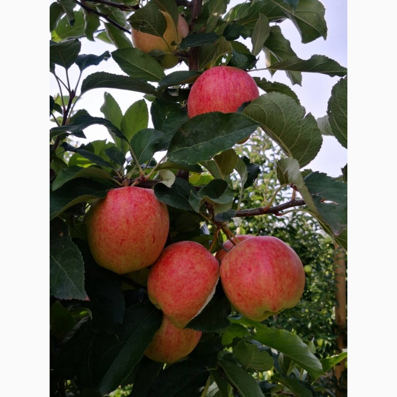 Фото 4. Продам яблука відмінної якості в дуже гарному окрасі різних сортів власного виробництва