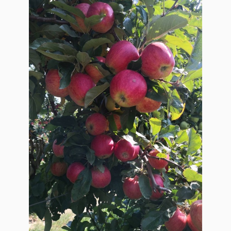 Фото 5. Продам яблука відмінної якості в дуже гарному окрасі різних сортів власного виробництва