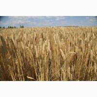 Продам товарну пшеницю