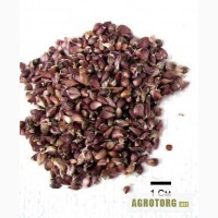 Семена чеснока сорт Любаша 20Кг 100грн/Кг