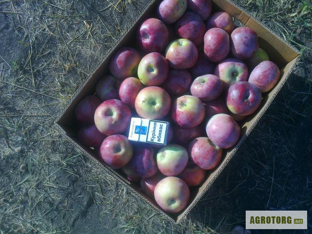 Фото 3. Продам оптом яблоки с сада