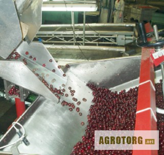 Фото 3. Машина для удаления косточек из вишни, сливы, абрикоса 1600 - 2600 кг/час