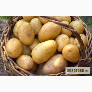 Ривьера – сверхранний сорт картофеля (1 репродукция).