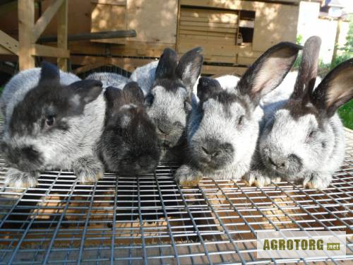 Фото 3. Продам кролики племенные породы : черно огненные , калифорния , европейское серебро