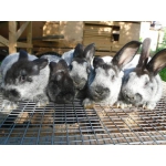 Продам кролики племенные породы : черно огненные , калифорния , европейское серебро