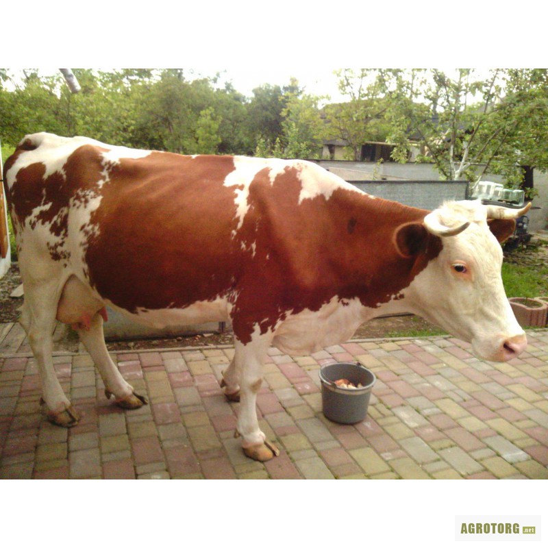  корову — Agrotorg