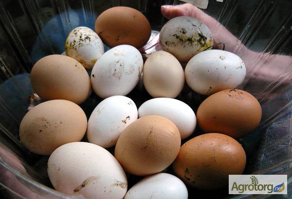 Яйца оптом с фермы