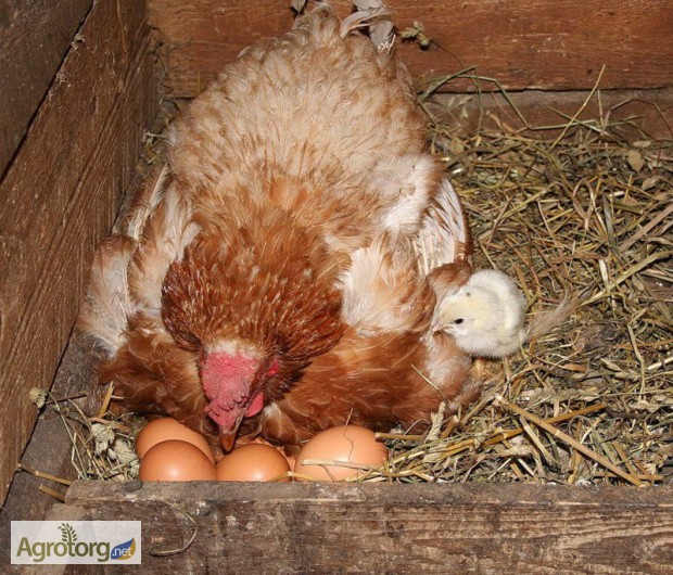 Фото 2. Яйца оптом с фермы