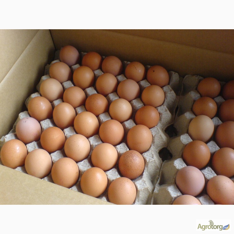 Фото 3. Яйца оптом с фермы
