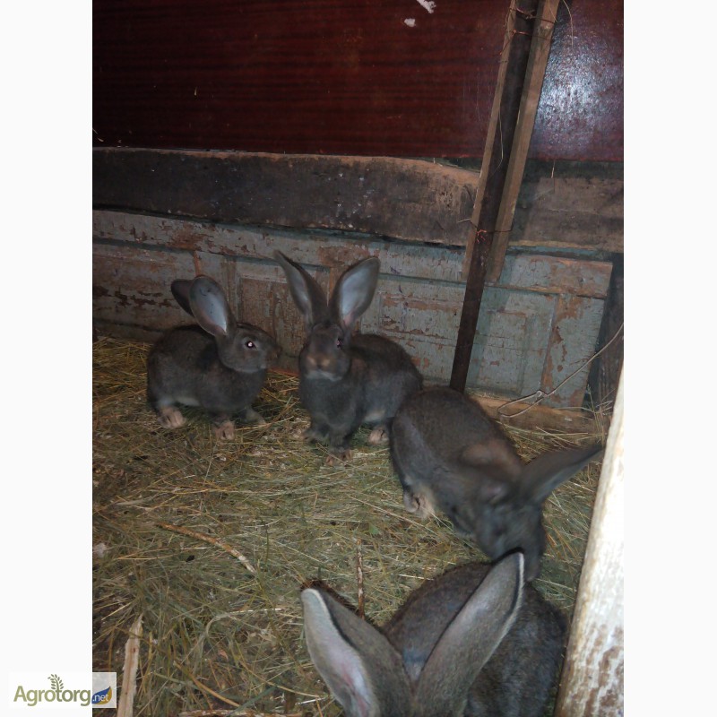 Фото 2. Продам кроликов бельгийского великана