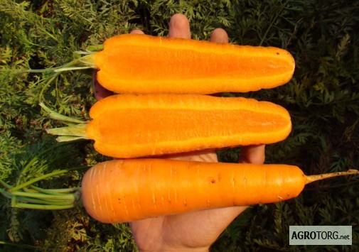 Семена моркови БОРЕЦ (CLX 3109) F1