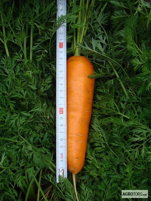 Фото 2. Семена моркови БОРЕЦ (CLX 3109) F1