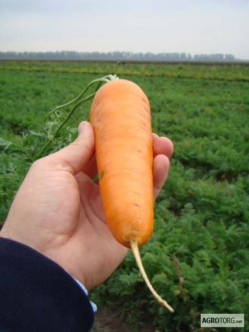 Фото 3. Семена моркови БОРЕЦ (CLX 3109) F1