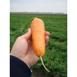 Семена моркови БОРЕЦ (CLX 3109) F1