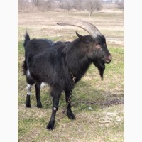 Продам козла от 7- литровой козы Альпийской породы