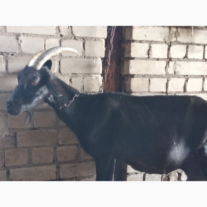 Фото 2. Продам козла от 7- литровой козы Альпийской породы