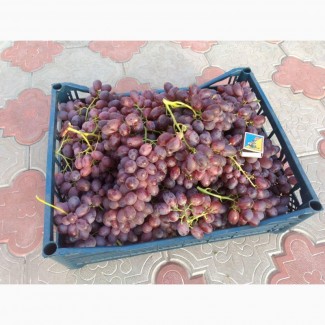 Продам столовый виноград, сорт Шоколадный Экстра