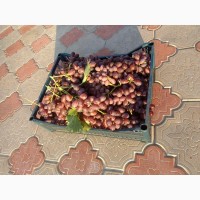 Продам столовый виноград, сорт Шоколадный Экстра