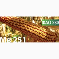 Продам семена кукурузы венгерской селекции Mv 251 (ФАО 280)