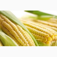 Продам високоврожайну кукурудзу Амарок 290