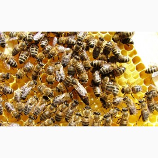 Продаю пчелы породы Карпатка и Украинска степова