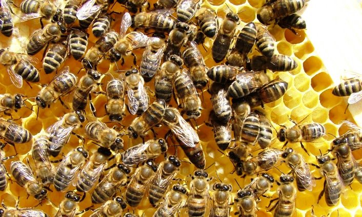 Продаю пчелы породы Карпатка и Украинска степова