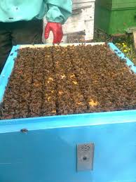 Фото 2. Продаю пчелы породы Карпатка и Украинска степова