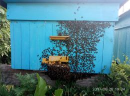 Фото 3. Продаю пчелы породы Карпатка и Украинска степова