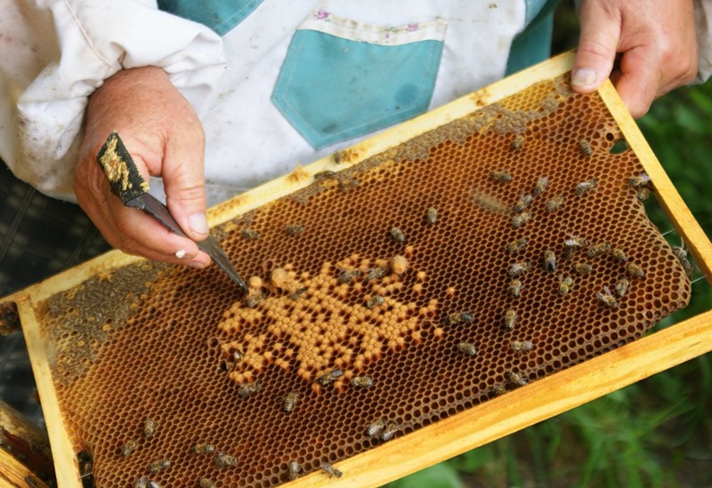 Фото 4. Продаю пчелы породы Карпатка и Украинска степова