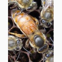 Продам пчеломатки (бджоломатки) Бакфаст 2018 року