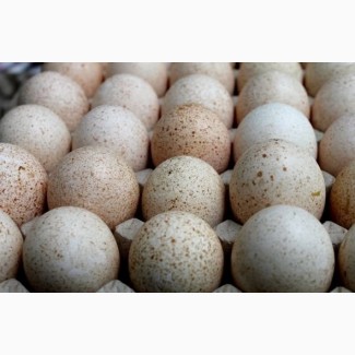 Продам інкубаційні індичі яйця