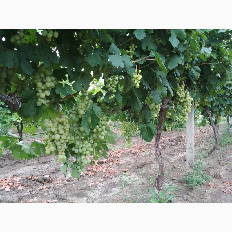 Фото 2. Продам виноград Кешу оптом с поля