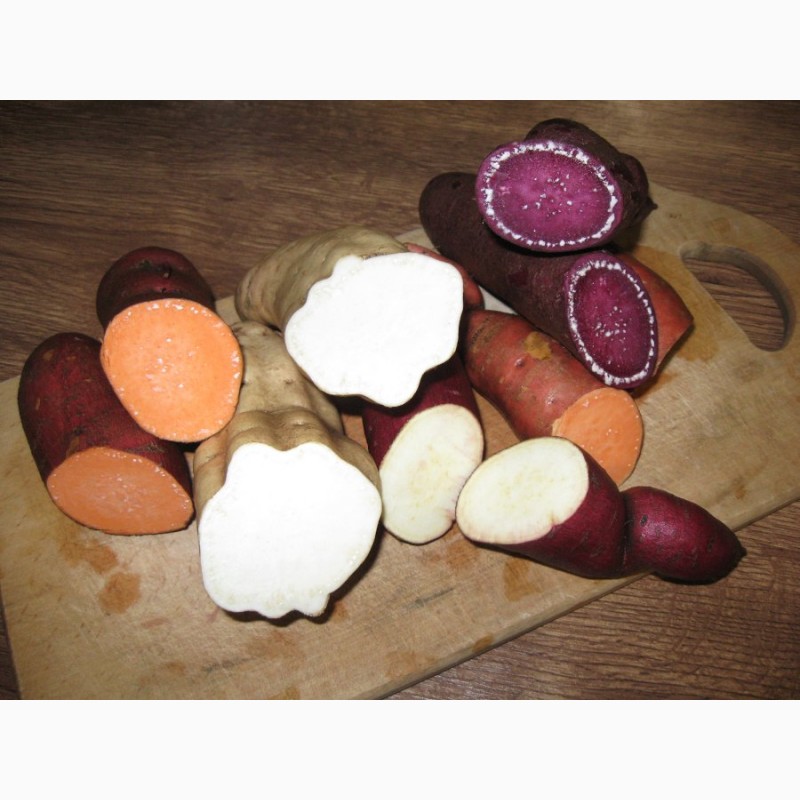 Фото 9. Батат (сладкий картофель) - проверенные сорта - клубни и рассада