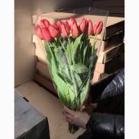 Продам тюльпаны