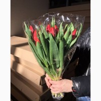 Продам тюльпаны
