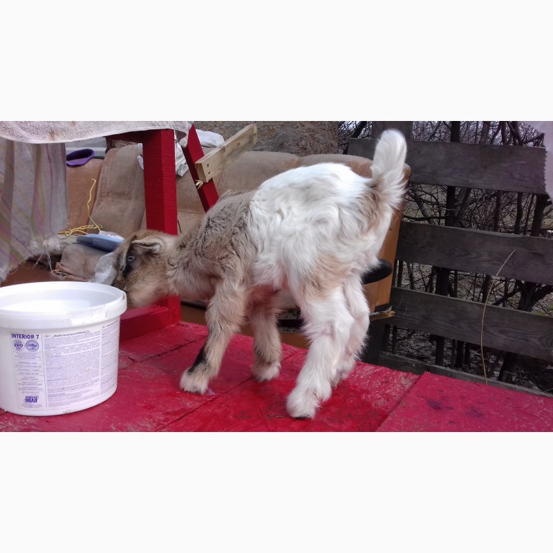 Фото 3. Козлята Альпийской породы от молочной мамы