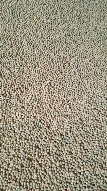 Фото 4. Семена озимого гороха Мороз посевной материал урожая 2019 г