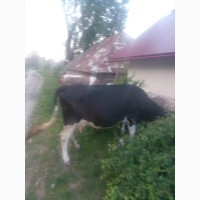 Продається молочна корова
