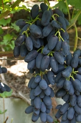 Фото 11. Саженцы винограда