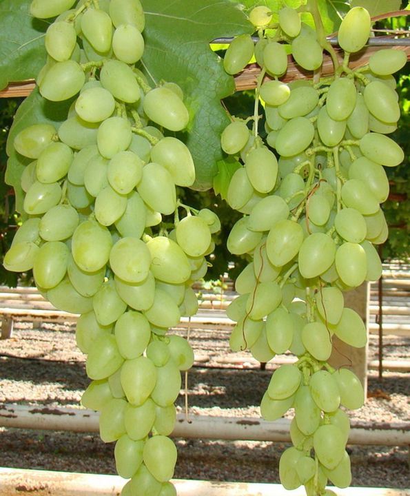 Фото 13. Саженцы винограда