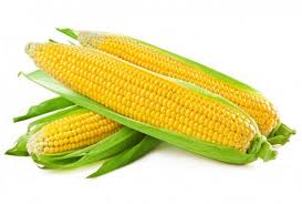 Фото 2. Закупка кукурузы. Самовывоз