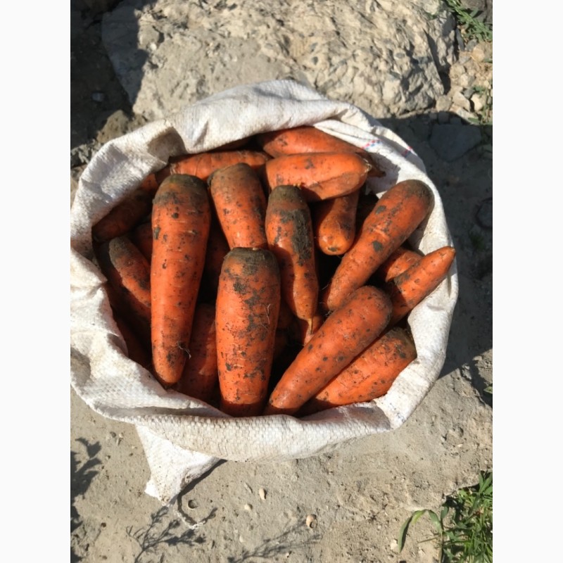 Фото 2. Продам морковь товарную Боливар 1 сорт